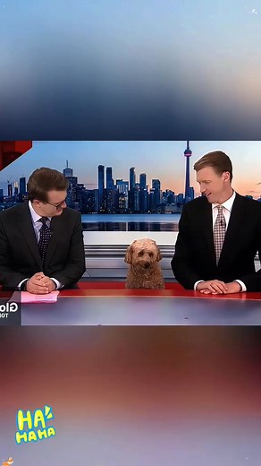 Dog interrupts news interview 😁#funny #animalsfunny #usa #ineresting #funnypet #dog#love#pet | Crazy Pets And Dogs