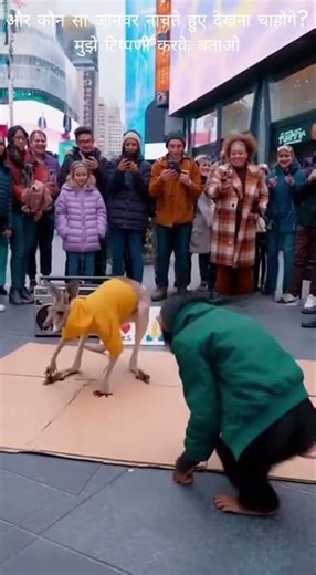 🕺 कंगारू का डांस! | KANGAROO B-Boy Battle: Monkey vs. Roo! | 袋鼠街舞大賽：猴子 vs. 袋鼠！