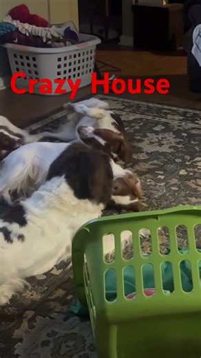 Dogs going crazy #metal #rock #music #film #Cute #Girl