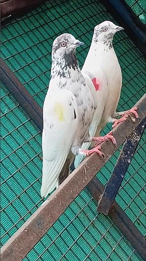 Hight पर बच्चे उड़ाते हैं !! गुरुजी Punnu वाली Original ब्लडलाइन !! Pihu Pigeons l !! Delhi