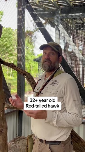 This is one of the oldest known red-tailed hawks in captivity 🤎 and we have cared for her since 1991, when she was the 14th bird to come into our medical facility. Donate today, via 🔗 in bio. #hawktok #birdtok #centerforbirdsofprey #nonprofit #redtailedhawk
