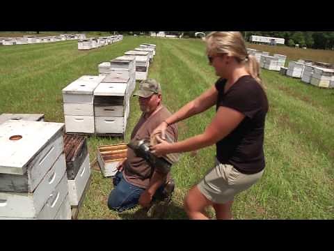 Dead Lakes Kayaking/ Wewahitchka Tupelo Honey: EcoAdventures North Florida