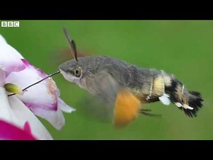 Hummingbird moths colonise UK BBC News