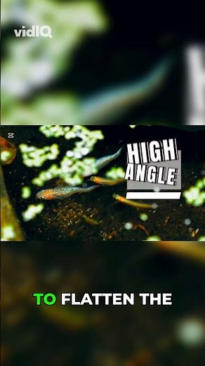 Unlock Dynamic Shots: High Angle, Low Angle, Tilt!