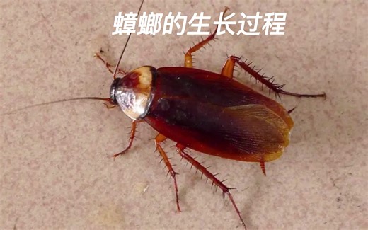踩蟑螂会爆出蟑螂卵，越踩越多！沉浸式观看蟑螂的生长过程。