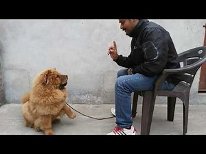 RISHI THAPAR DOG TRAINING VIDEO CHOW CHOW