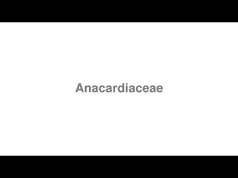 How to Pronounce "Anacardiaceae"