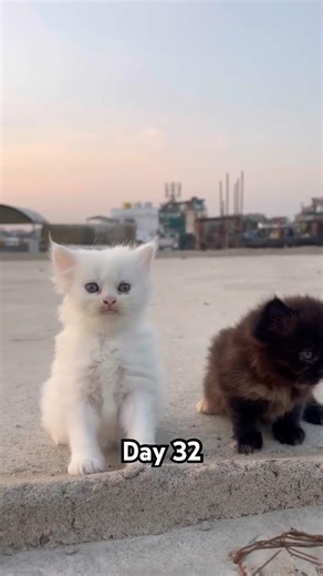 Day 32 baby kitten #cats #cutecats #funnycats #kittens #catvideos #petlovers #catshorts #viralvideos