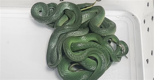 Endangered animals find refuge at airports