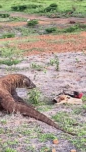 so dramatic documentary . . . #everyone #komodo #trendingreels #documentary #highlight | Komodo Discovery