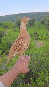 160K views · 6K reactions | Irani Partridge Male Voice On Hand #partridges #pets #partridgechicks #voice | Birds 9 | Facebook