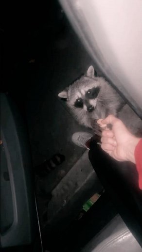 Sharing cookies with really cute raccoon #shorts#funny