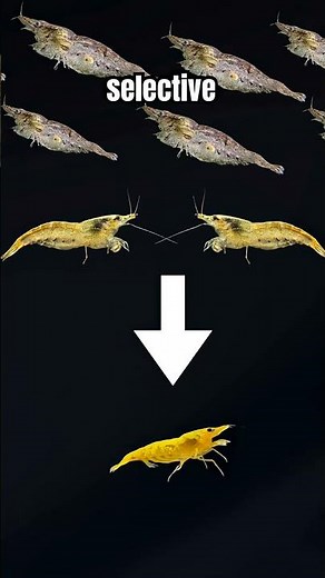 Dwarf Shrimp Selective Breeding #freshwaterfish #breeding #fishkeeping #shrimp