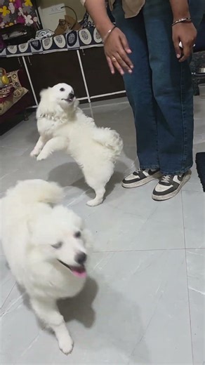 The exact moment Leo and Lizo showed their true hearts #shorts #emotional #beautiful