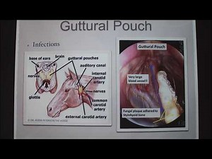 Intratracheal Endoscopy in Race Horses