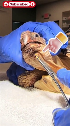 Turtle Shell Infection Treatment | Amazing Wildlife Rescue 🐢❤️ #animal