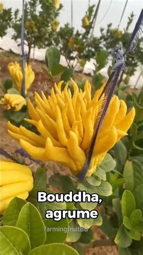 5 fruits with an alien appearance #fruits #rare