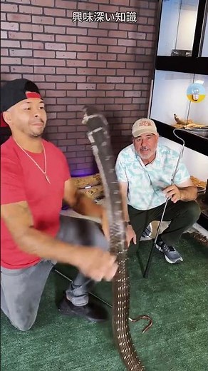 コブラの頭から宝石？インドに伝わる伝説の真実 |興味深い知識