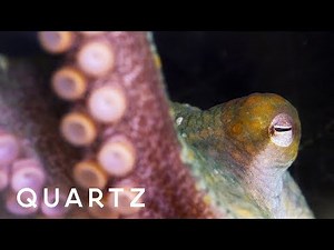 Octopuses and cuttlefish through alien eyes