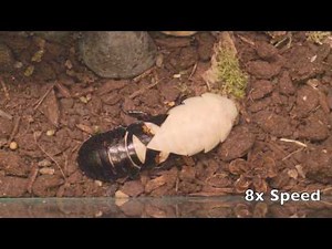 Molting Hissing Cockroach