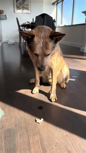Displaying Self-Control: Cattle Dog Edition