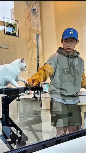This White Cat Is Too Funny! 😂#whitecat #funnycats #catvideo #catlover #catshorts