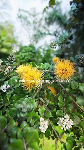 Eye spy melemele (yellow)… 💛🌼☀️ Or try it in Hawaiian: Nānā mai melemele! | Hawaii – gohawaii.com