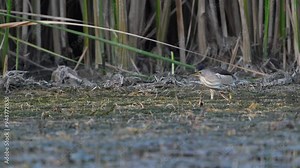 Little bittern, adult, male Ixobrychus minutus. The bird walks Slow motion.