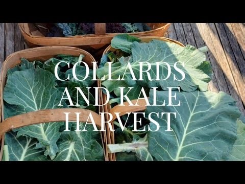 Picking Collards and Kale on a Warm December Day: Good harvest