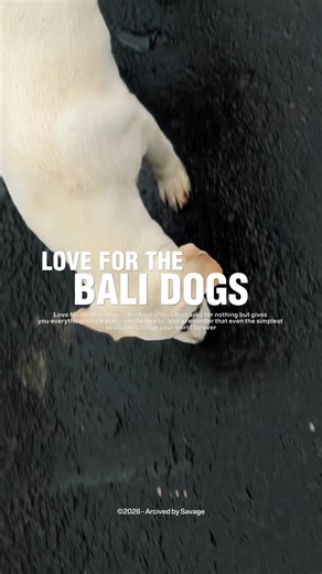 LOVE FOR THE BALI DOGS Love for the Bali dogs is the kind of love that asks for nothing but gives you everything—loyal eyes, gentle hearts, and a reminder that even the simplest souls can change your world forever #balidogs #balilife #puppy
