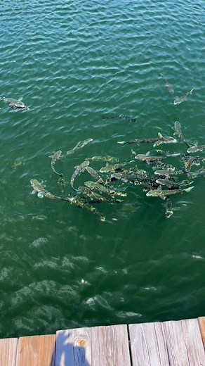 456K views · 1.9K reactions | The best eating fish in the bay! I wish I had my net | Pompano Brock | Facebook