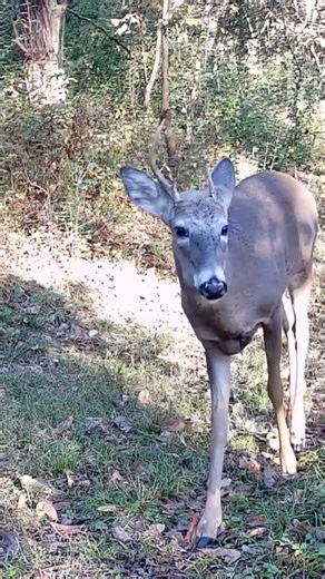 Short BUS Drop Off!!! | ThisOutdoorsman