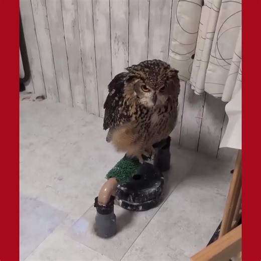 46K views · 2.4K reactions | Owl Owls Video Birds video Bird rescue Feeding baby birds Cute birds Hungry birds Bird help Birds eating Bird saving Pet bird video Bird life #BirdRescue #BirdFeeding #BabyBirds #PetBirds #BirdVideos #CuteBirds #AnimalCare #FeedingAnimals #BirdsOfFacebook #SaveBirds | Birds Owls | Facebook