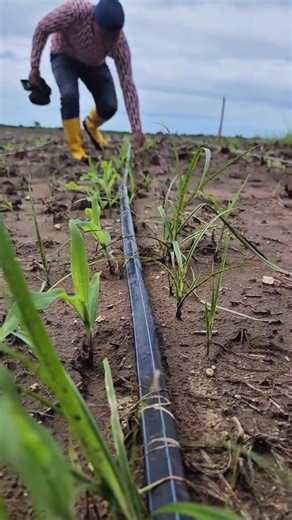 Learn why timing is crucial when fertilizing corn. Applying fertilizer after 60 days reduces efficiency, wastes nutrients, and can lower grain quality. Proper early fertilization ensures strong growth, maximizes yield, and supports sustainable farming practices. #CornFarming #FertilizationTips #SustainableAgriculture #CropManagement #Agronomy | Let’s Gardening | Facebook