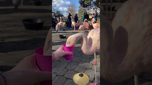 Visitors feed a flamingo during a close encounter