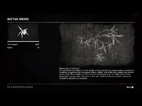 Red Dead Redemption 2: All 10 Rat Tail Orchids Locations