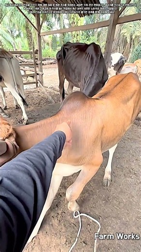 송아지가 동요하지 않도록 달래며 백신 및 영양 주사를 안전하게 놓는 방법 #farmer #farming #cow #ranch #calf