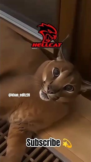 #denzalwashington #dodgedemon #hellcat #srtdodge#dodge#scatpack392#dodgedemon#scatpack#cartok#shorts