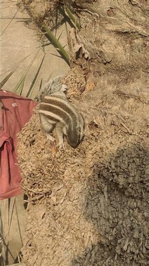 How Fast a Squirrel Reacts to Danger