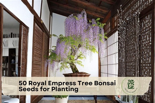 50 Royal Empress Tree Bonsai Seeds for Planting - Etsy