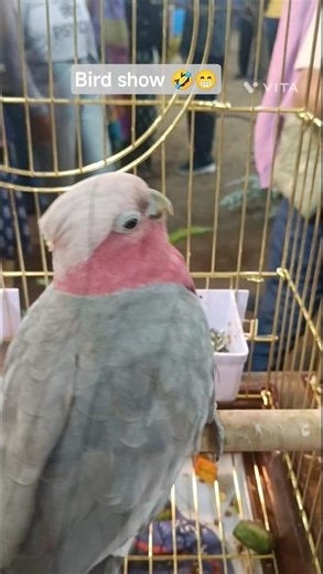 bird Show #funnyshortvideo #music #viral #viralvideo