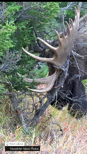 When you first start watching this, it seems the big moose has nothing on his mind. We soon found out he had other plans as he intentionally knocked over our GoPro camera. We called this guy Grumpy but he was anything but that. We miss him. | Moose Man Nature Photos
