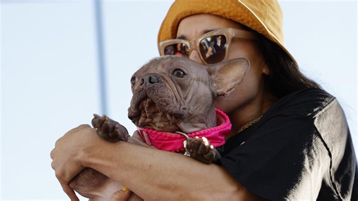 Petunia, una bulldog francés, se alza con el premio al perro más feo del mundo en 2025