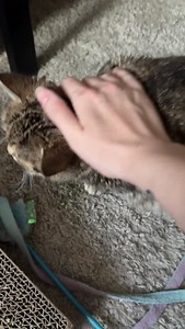 sometimes i just can’t help but to pet jiggy even when she’s grumpy off the nip 😔 #jiggysmalls #jiggycat #dwarfcat #smallcat #babycat #tinycat #catsofinstagram #dwarfcatsofinstagram #catlife #catlover #kittensdaily #catstagram #dwarfcatlife #instacat #catscatscats #catloversclub #catoftheday #kittenface | Melody & Jiggy