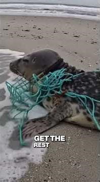 Marine Rescuer Rescues Baby Seal Trapped In A Fishing Net ! #SealRescue #AIAnimalRescue