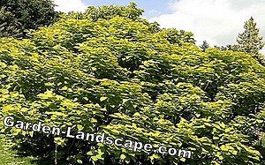 Plantes: Trompette, Catalpa bignonioides - soin | 2025