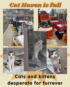15K views · 474 reactions | Cat Haven is FULL Do you have space in...
