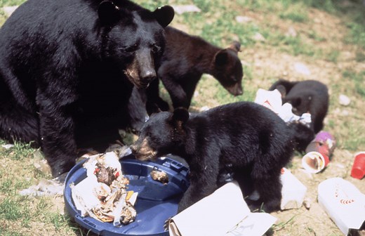 NJDEP| Fish & Wildlife | Bears