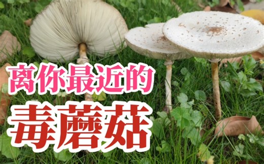 【造成全国最多吃菌中毒事件的元凶】大青褶伞 Chlorophyllum molybdites