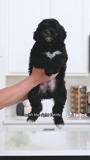 Meet Luke: The Adorable Sheepadoodle Puppy Looking for His Furever Home!